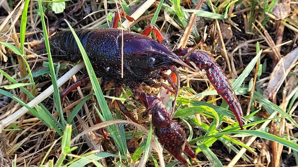 A closeup of a red swamp crayfish in grass