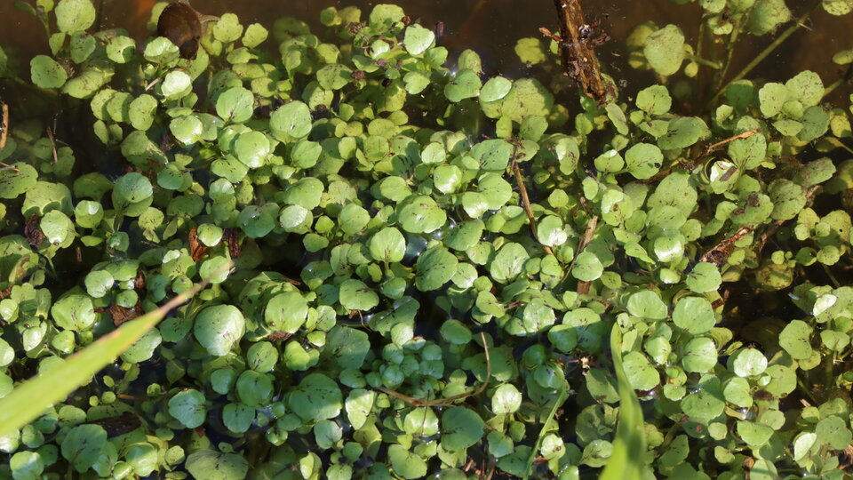 A closeup of common watercress foliage emerging from a body of water.
