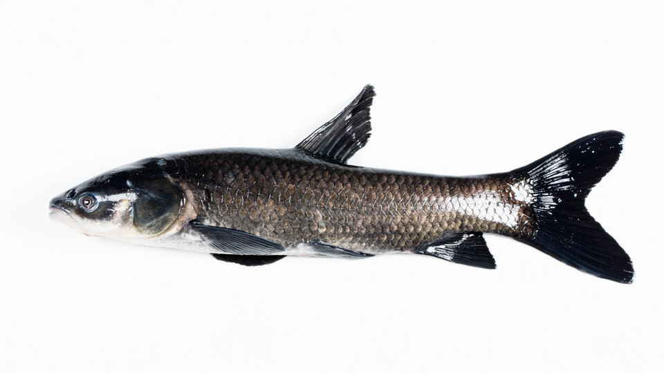 An adult black carp fish photographed at Keo Fish Farm, Arkansas.