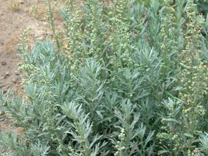Absinth wormwood (Artemisia absinthium).