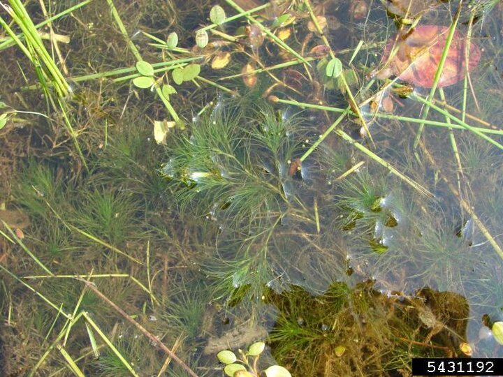 Brittle naiad (Najas minor).