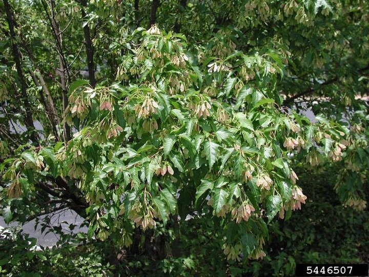 Amur Maple (Acer ginnala)
