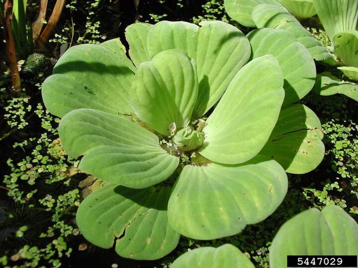 A closeup of a water lettuce plant floating in water.