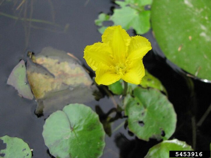 A closeup of a yellow floating heart plant's yellow flower and green leaves emerged from water.
