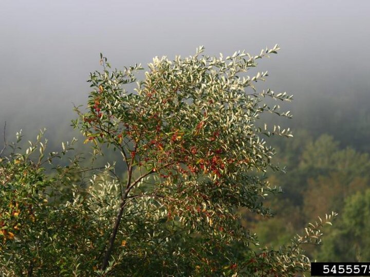 An autumn olive tree
