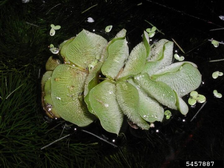 A closeup of giant salvinia foliage