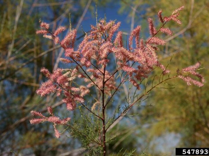 A closeup of a saltcedar plant with its small pink flowers on the seedhead.