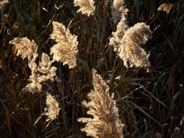 The fluffy white seedheads of Eurasian common reed.