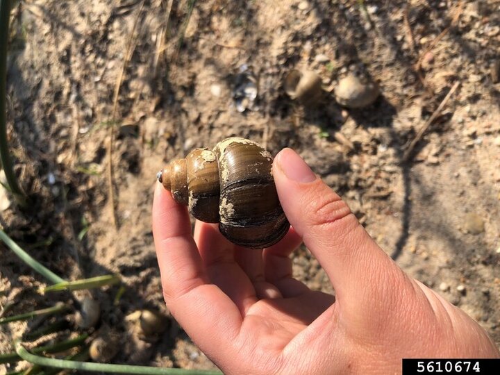 Invasive mystery snail (Cipangopaludina chinensis).