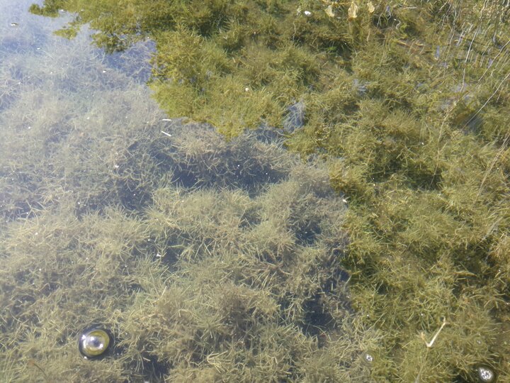 A field of starry stonewort submerged underwater.