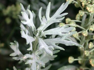 Absinth wormwood (Artemisia absinthium) foliage.