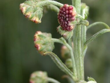 Absinth wormwood (Artemisia absinthium)