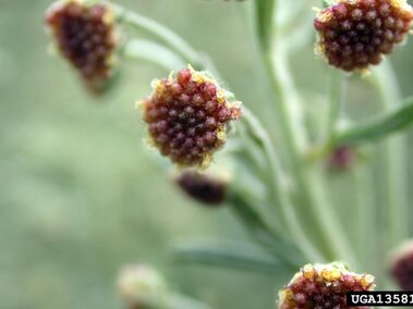 Absinth wormwood (Artemisia absinthium) flower heads.