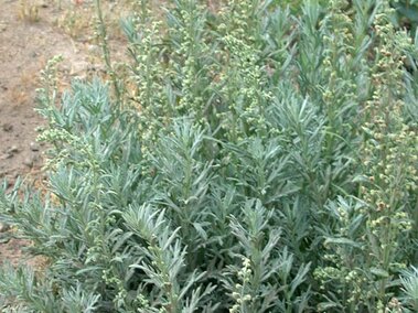 Absinth wormwood (Artemisia absinthium).
