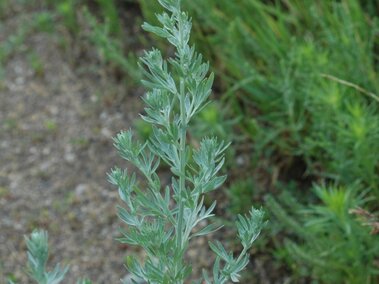 Absinth wormwood (Artemisia absinthium)