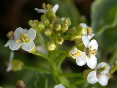 A closeup of a blooming common watercress seedhead.