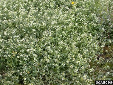 A field of common watercress plants.