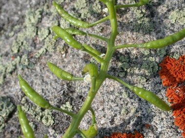 A closeup of common watercress buds.