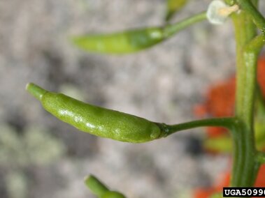A closeup of common watercress flower buds.
