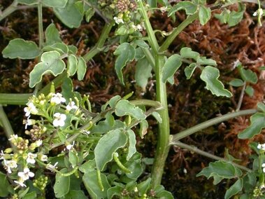 Common watercress plants growing in a wetland area.