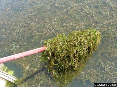 A mass of curly-leaf pondweed on the end of a rake.