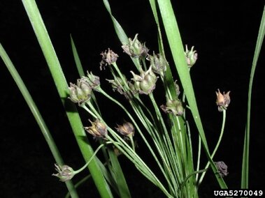 A closeup of flowering rush flower clusters.