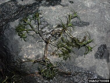 Brittle naiad