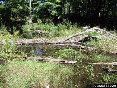 An infestation of common watercress in a wetland area.