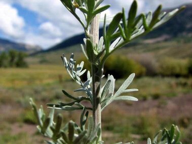 Absinth wormwood (Artemisia absinthium) stem and leaves.