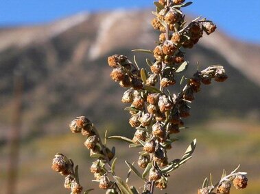 Absinth wormwood (Artemisia absinthium) flowers.