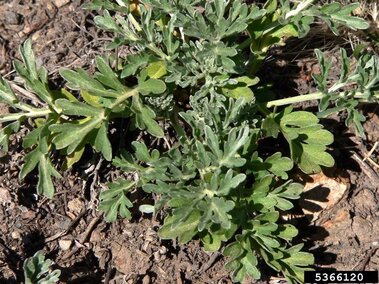 Absinth wormwood (Artemisia absinthium) foliage.