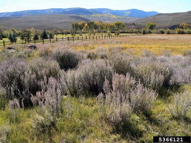 Absinth wormwood (Artemisia absinthium)