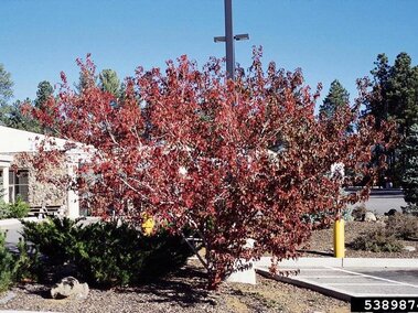 Amur maple