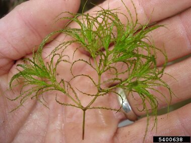 Brittle naiad