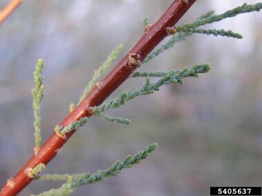 A closeup of a saltcedar plant stem and foliage.