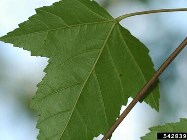 Amur maple