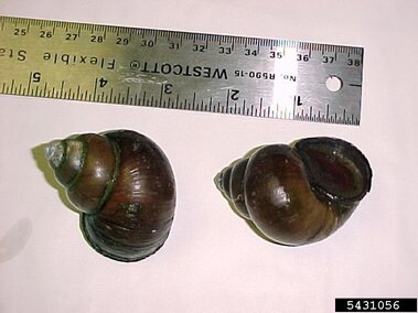 A closeup of two Chinese mystery snail shells with a ruler for scale