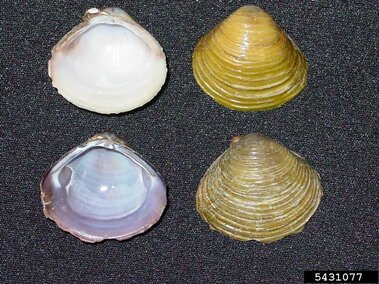 Four freshwater golden clam shells, two exterior views shown and two interior views shown