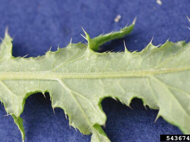 A closeup of the light green underside of a Canada Thistle leaf with its sharply serrated edges.