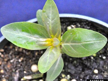 A closeup of a juvenile purple loosestrife plant with just leaves in bloom.