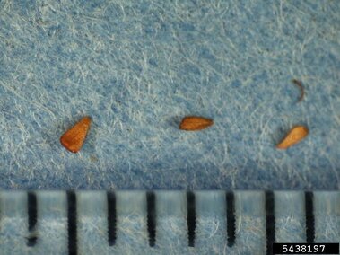 A closeup of three purple loosestrife seeds with a centimeter ruler for scale.