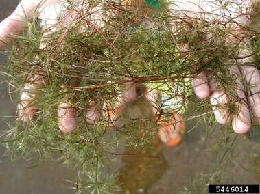 Brittle naiad