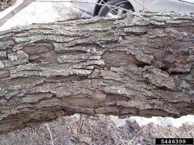 Amur maple