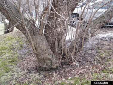 Amur maple