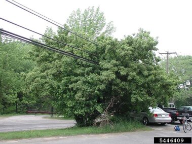 Amur maple