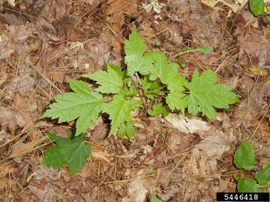 Amur maple