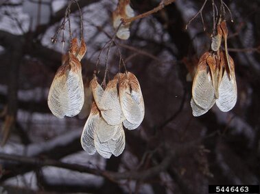 Amur maple samaras