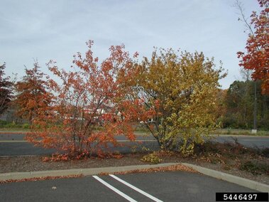 Amur Maple