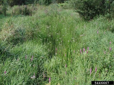 A field of flowering rush plants.