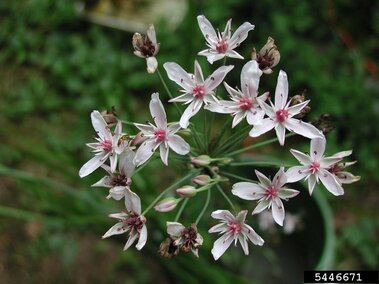 A closeup of a cluster of flowering rush flowers.